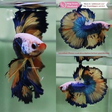 Pez Betta tropical vivo -- Mariposa verde amarilla media luna macho segunda mano  Embacar hacia Mexico