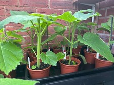 Paulownia tomentosa foxglove for sale  PAIGNTON