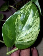 Rare philodendron hederaceum for sale  Glenmoore