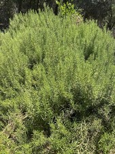 Fresh rosemary cuttings for sale  Grass Valley