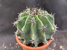 Ferocactus herrerae brevispinu usato  Massafra