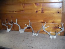 Vintage whitetail deer for sale  Bethel