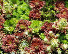 Sempervivum hen chicks for sale  Litchfield