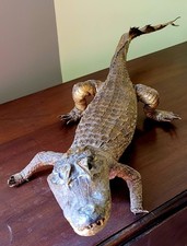 Crocodile taxidermie naturalis d'occasion  Dinan