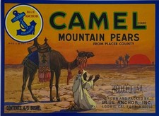 Original vintage camel for sale  Blaine