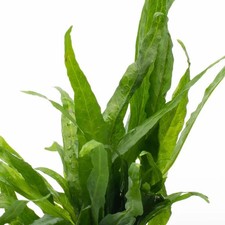 Java fern live for sale  UK