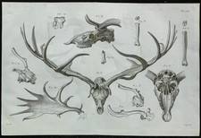 1836 crânes bois d'occasion  France