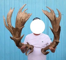 Abwurfstangen abnorm jagd gebraucht kaufen  Koblenz