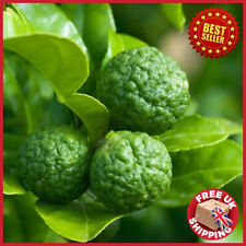 Dwarf kaffir lime for sale  OXFORD