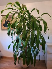 Drachenpalme drachenbaum palme gebraucht kaufen  Erlangen