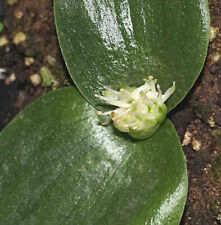 Massonia enchinata bulb for sale  UK