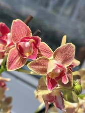 Rchidee phalaenopsis sogo gebraucht kaufen  Bremen