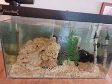 Clearseal tropical fish for sale  CAERNARFON