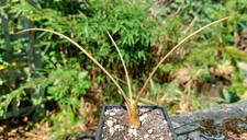 Agave geminiflora rare for sale  DARLINGTON