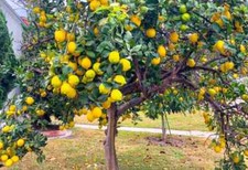 Meyer lemon seeds for sale  Long Beach