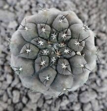 Copiapoa hypogaea cinerea usato  Napoli
