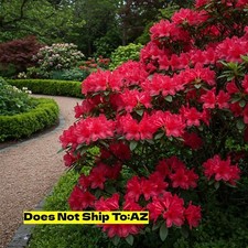 Red rhododendron plant for sale  Fort Mill