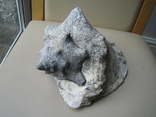 Large old conch for sale  HOLYHEAD
