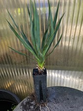 Yucca gloriosa 55cm gebraucht kaufen Yucca gloriosa 55cm gebraucht kaufen  Böhl-Iggelheim