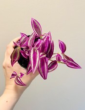 Tradescantia pink paradise for sale  Middletown