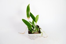 Cattleya orchid bc. for sale  New Port Richey