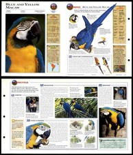 Blue yellow macaw for sale  SLEAFORD