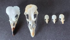 Taxidermy skulls 5 for sale  LITTLEHAMPTON