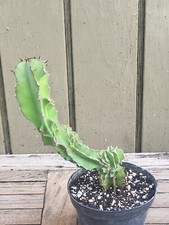 Euphorbia bussei var. for sale  Homestead