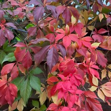 Virginia creeper tall for sale  ILFORD