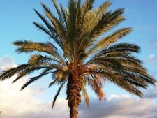 Semi freschi palma usato  San Biagio di Callalta