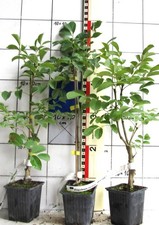Fraxinus rnus mecsek gebraucht kaufen  Bad Bergzabern