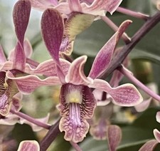 Dendrobium menehune antelope for sale  Bogalusa