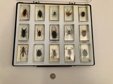 real bugs magazine for sale  WINCANTON