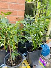 Chilli plant pot for sale  BIRMINGHAM