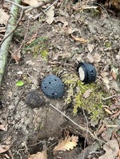 Finto tartufo per usato  Atessa