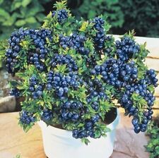 Blueberry plants top for sale  SPALDING