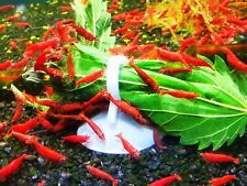 cherry shrimp for sale  WORCESTER