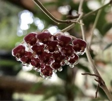 E1222 hoya bilobata for sale  Hockley