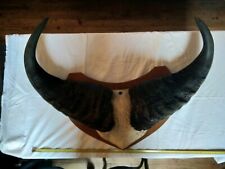 Massacre.trophee chasse. corne d'occasion  Castelnau-Magnoac