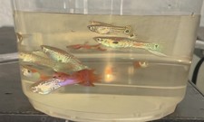 Starter guppies mixed for sale  Santa Maria