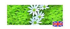 Callitriche stagnalis bunches for sale  MARKET RASEN