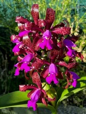 Cattleya leopoldii fragrant for sale  NOTTINGHAM