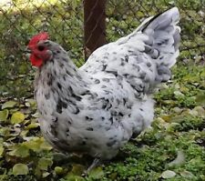 Eggs show line for sale  KIDWELLY