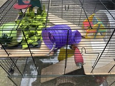Large tier hamster for sale  BEACONSFIELD