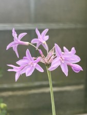 Tulbaghia violacea silver for sale Tulbaghia violacea silver for sale  HELSTON