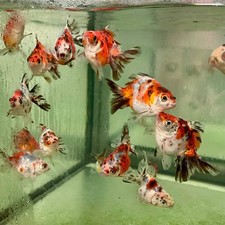 Pack calico fantail for sale  Haslet