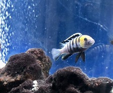 Live fish cynotilapia for sale Live fish cynotilapia for sale  North Smithfield