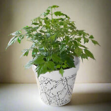 China doll houseplant for sale  COALVILLE