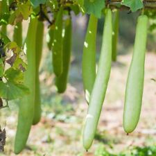kalebasse gebraucht kaufen kalebasse gebraucht kaufen Sinsheim