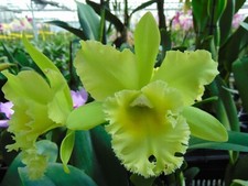 Blc. prada green for sale  Arcadia